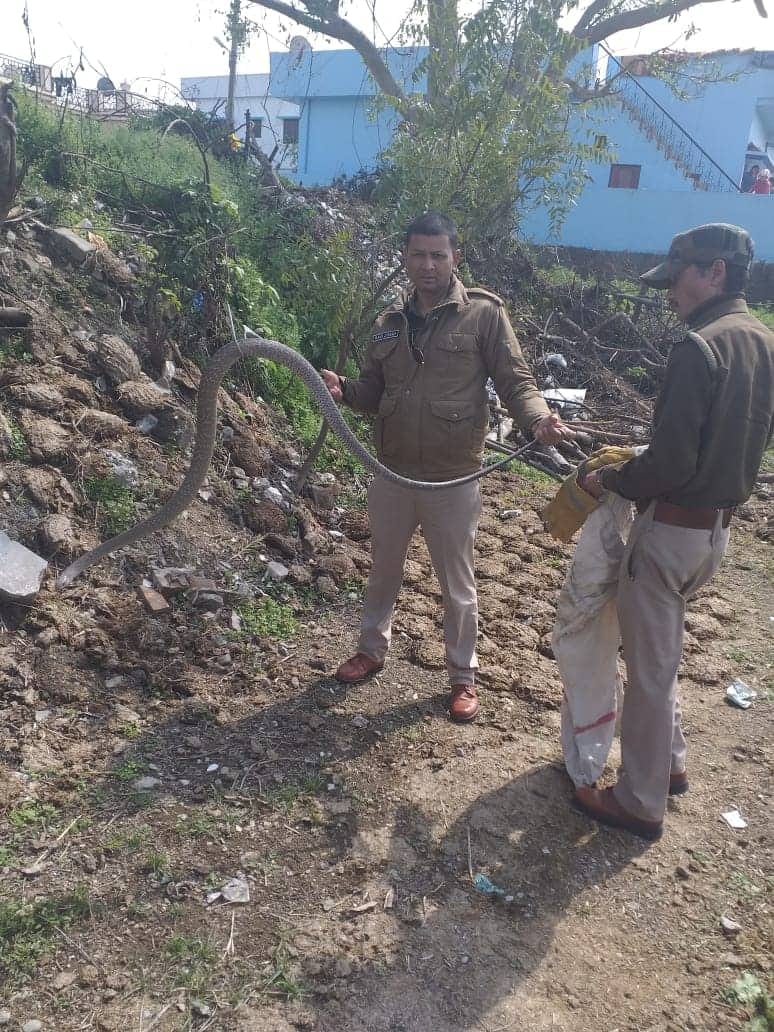 big and heavy snake rescued in dehradun