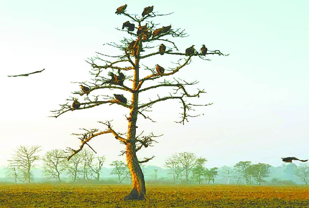 endangered species of vultures growing in kartania ghaat