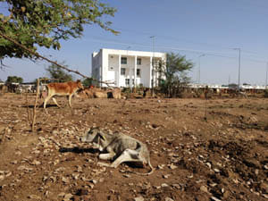 amarpur mandi animal