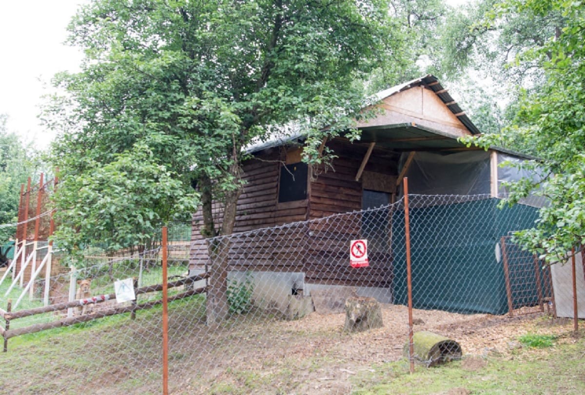 czech man killed by pet lion in cage he kept in his backyard police shoot this animal
