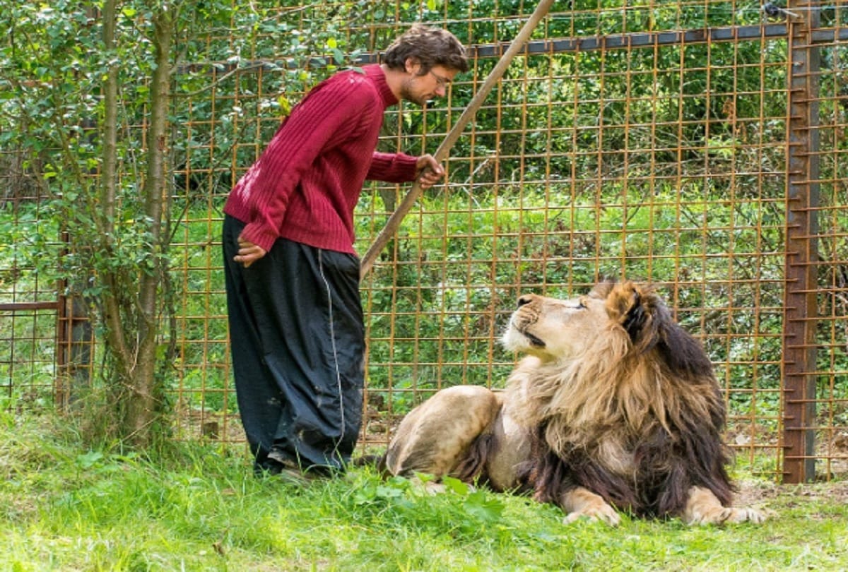 czech man killed by pet lion in cage he kept in his backyard police shoot this animal