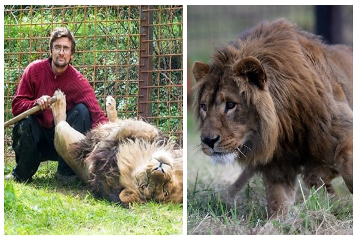 czech man killed by pet lion in cage he kept in his backyard police shoot this animal