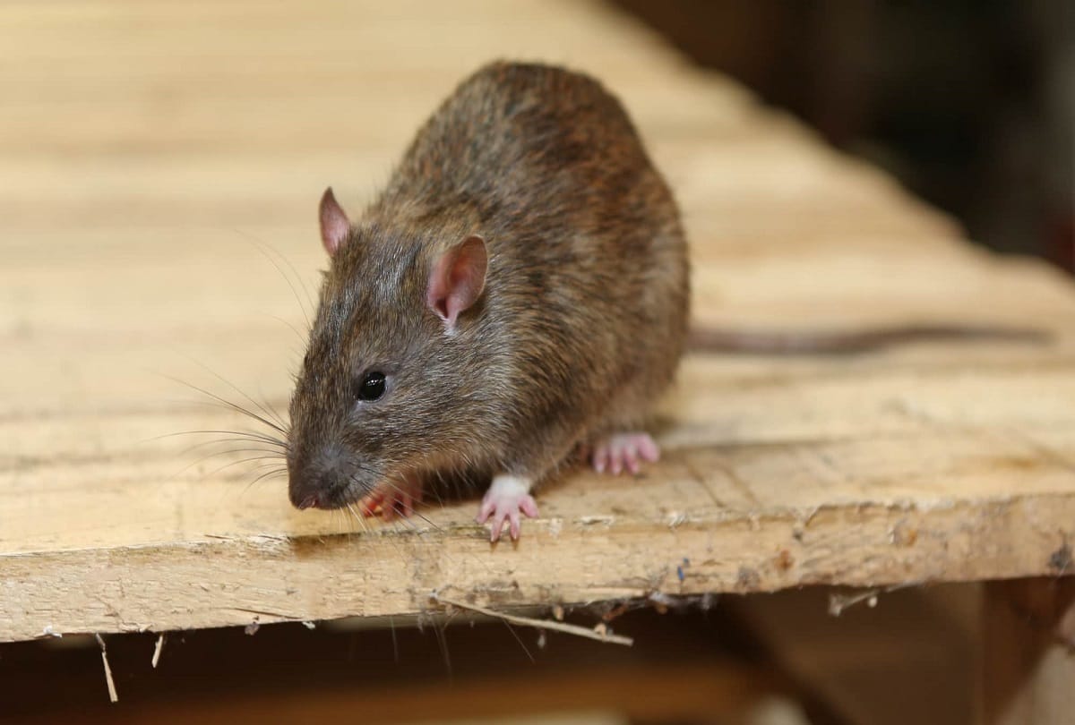 rat bite is dangerous for human know about rat bite fever