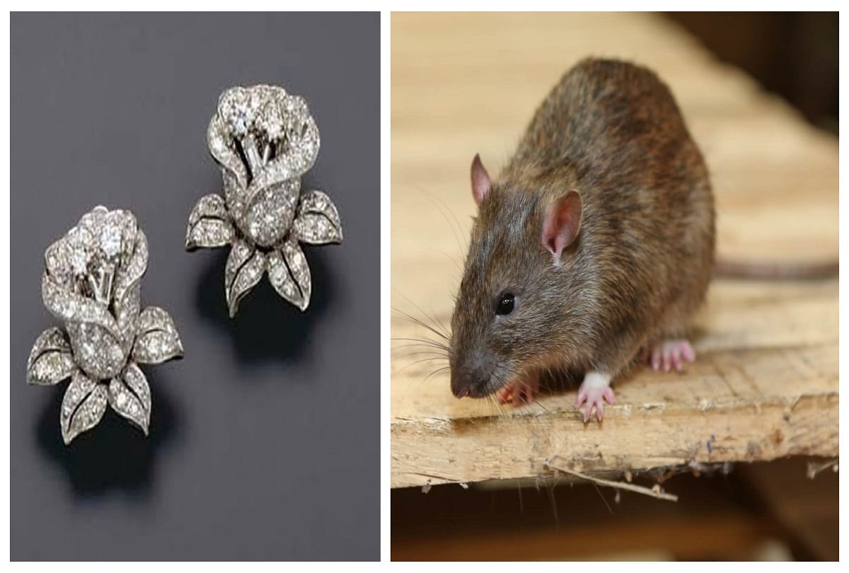 rats stolen diamond tops from jewelry shop in patna 