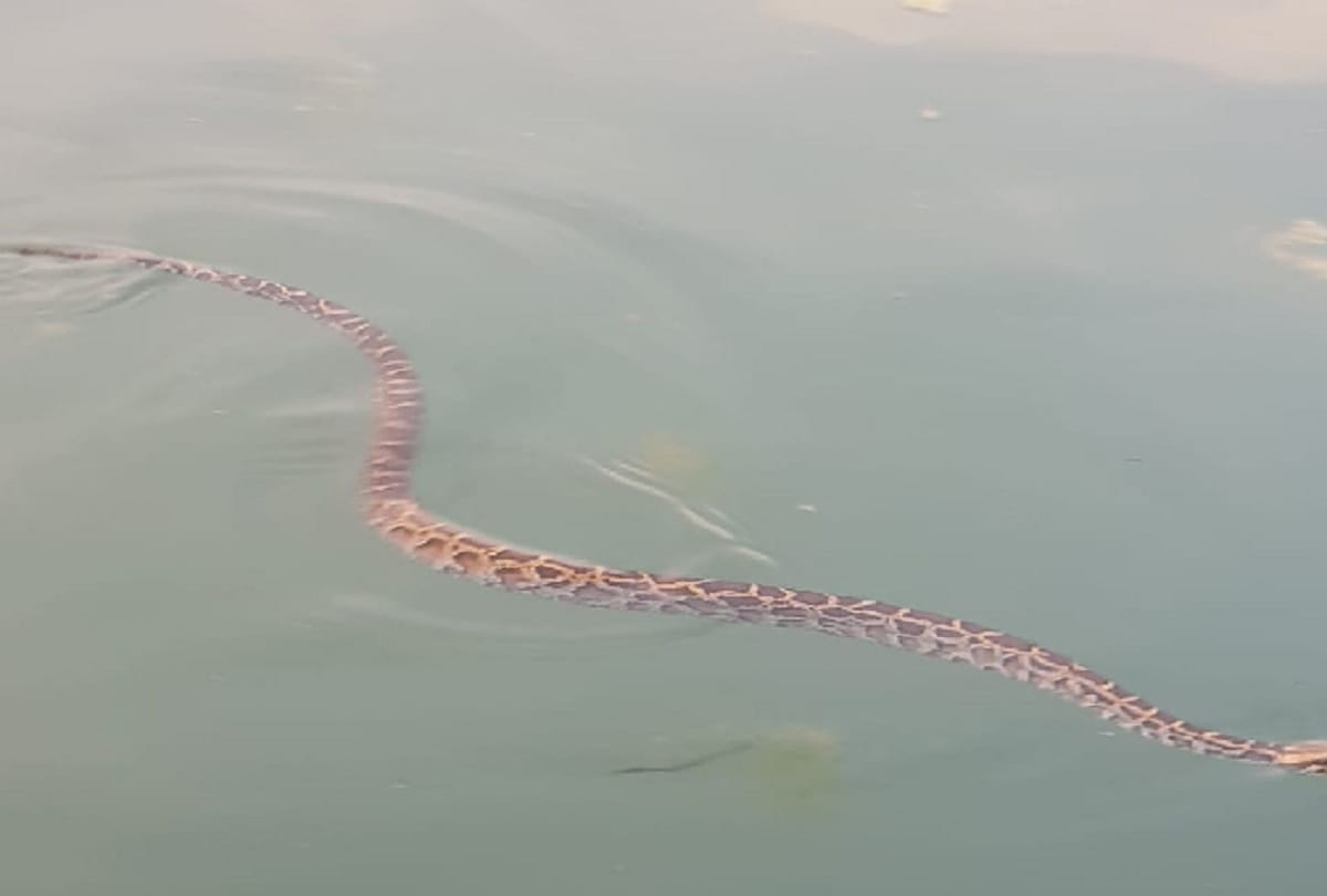 Giant ajar of rare species seen in the gerua river