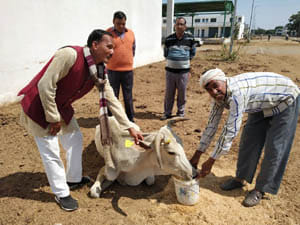 cow shelter lalitpurr