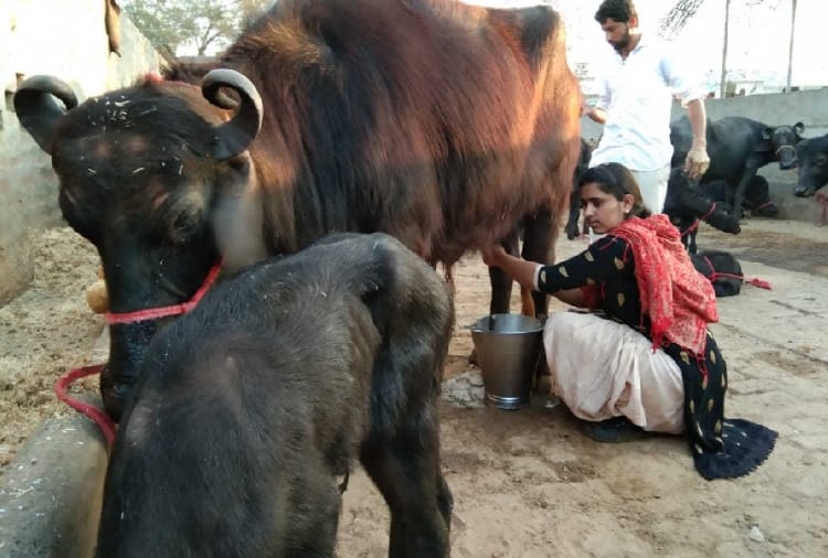 International womens day, Success Story of Dairy operator Sunita Bishnoi