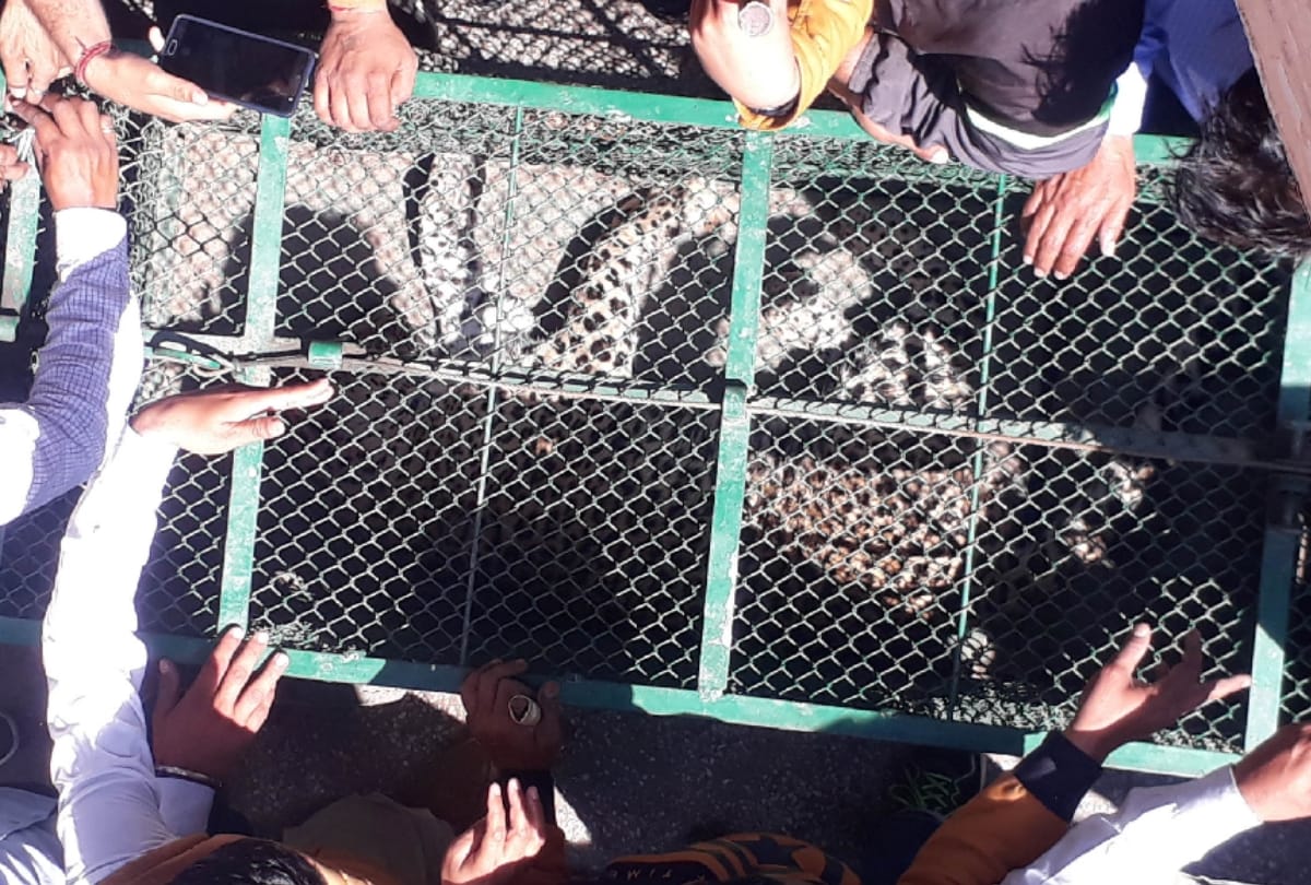 Leopard caught in bathroom in Palwal
