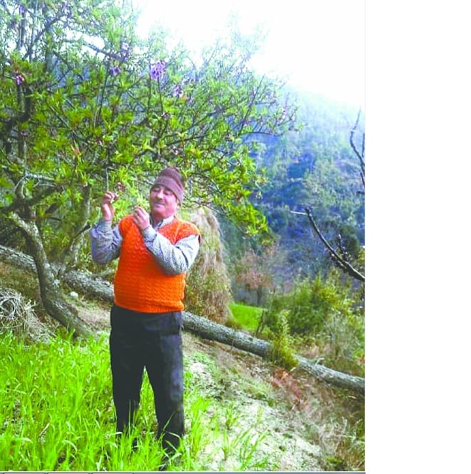 Farmers is not getting pestisides
