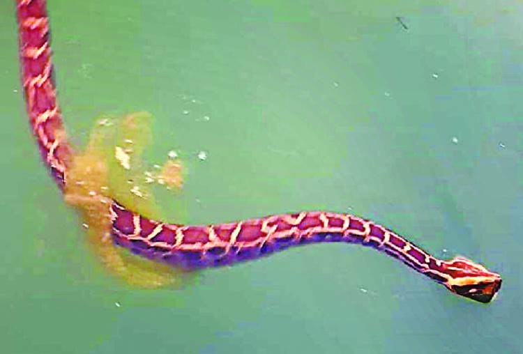 python seen in gerua river of bahraich