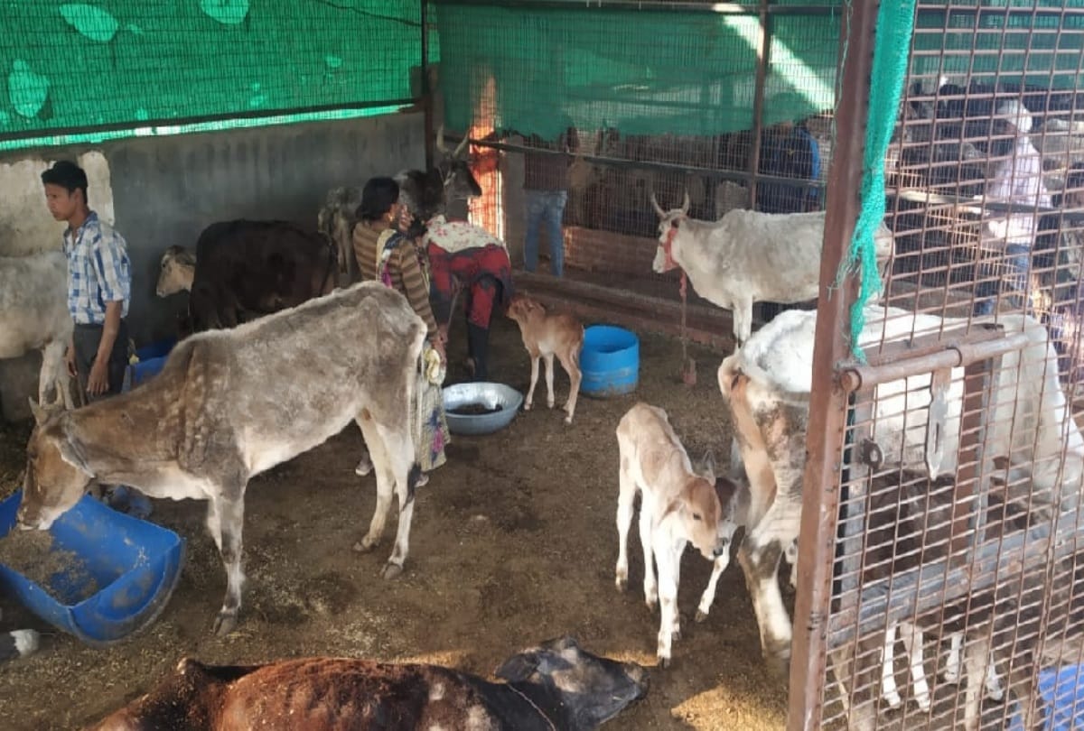 In greater noida cow shelter each day atleast 3 to 4 cows dying authority not taking cognizance