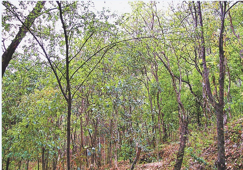 One year passed, Trees did not counted