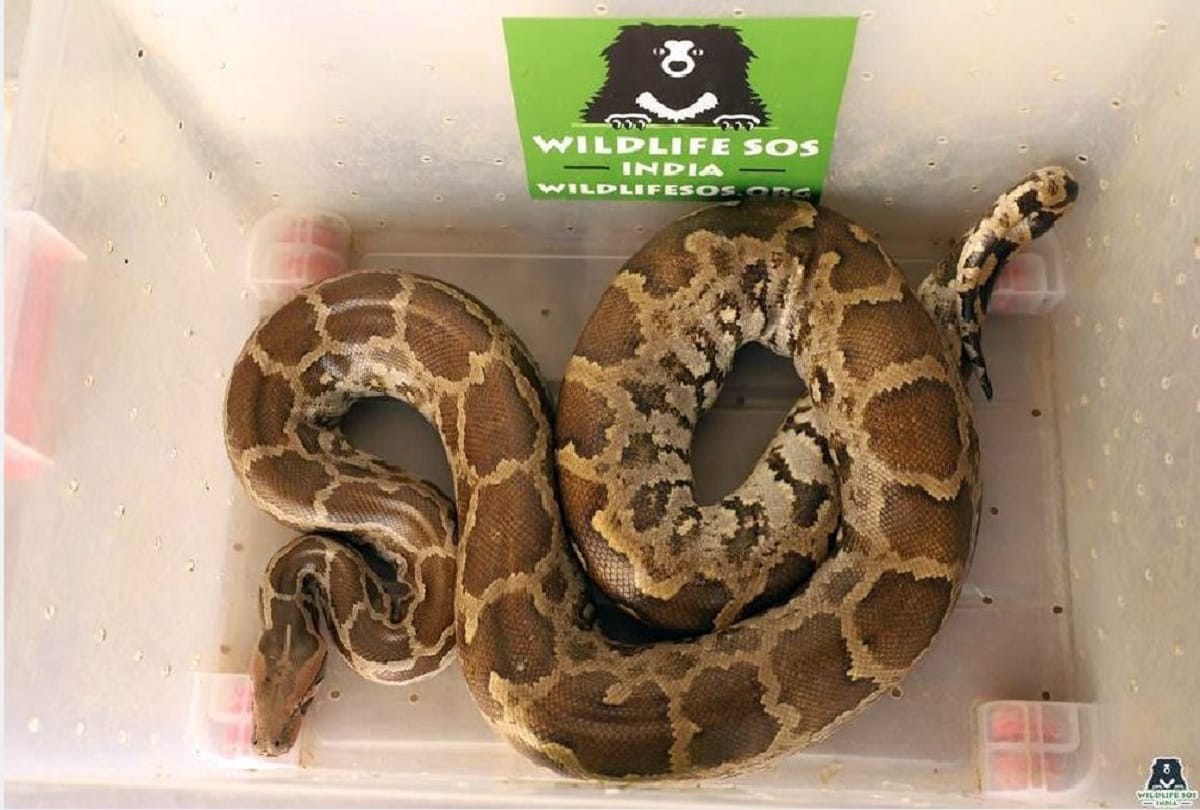Jam due to python on the highway wildlife department rescue