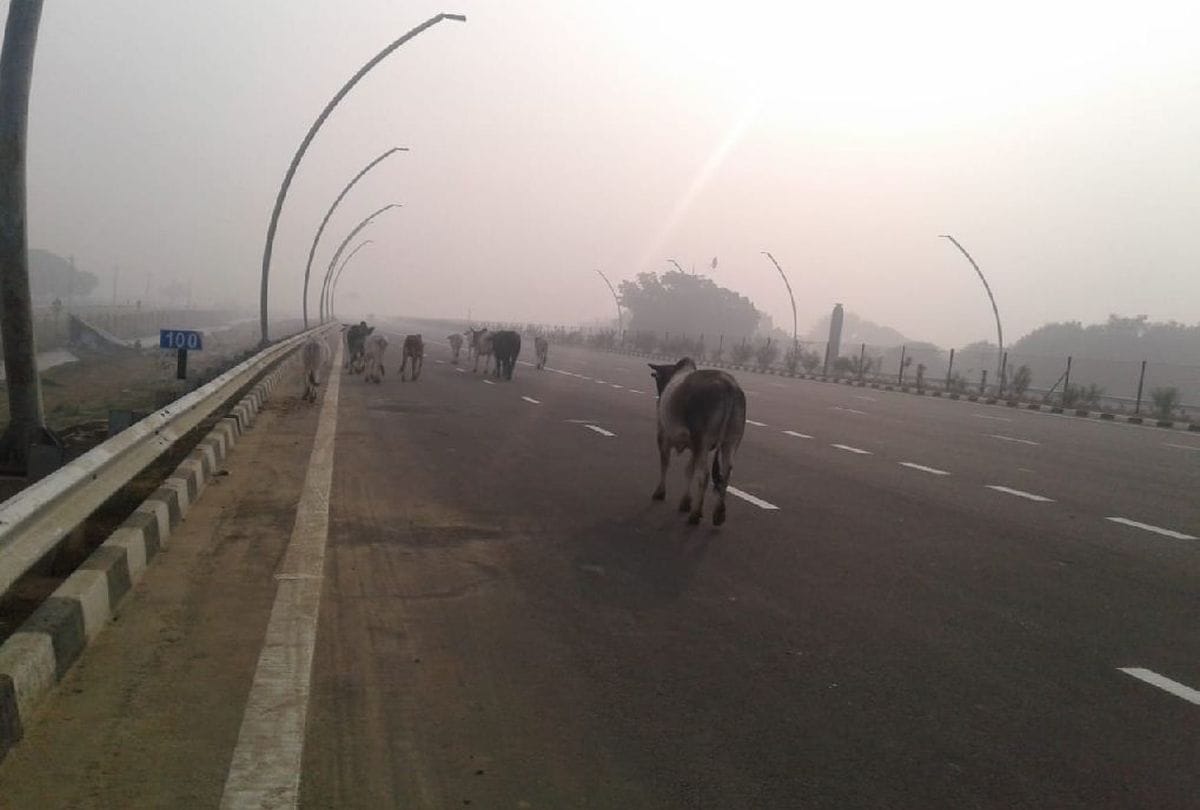 145 accidents in 2018 due to animals on the Agra-Lucknow Expressway