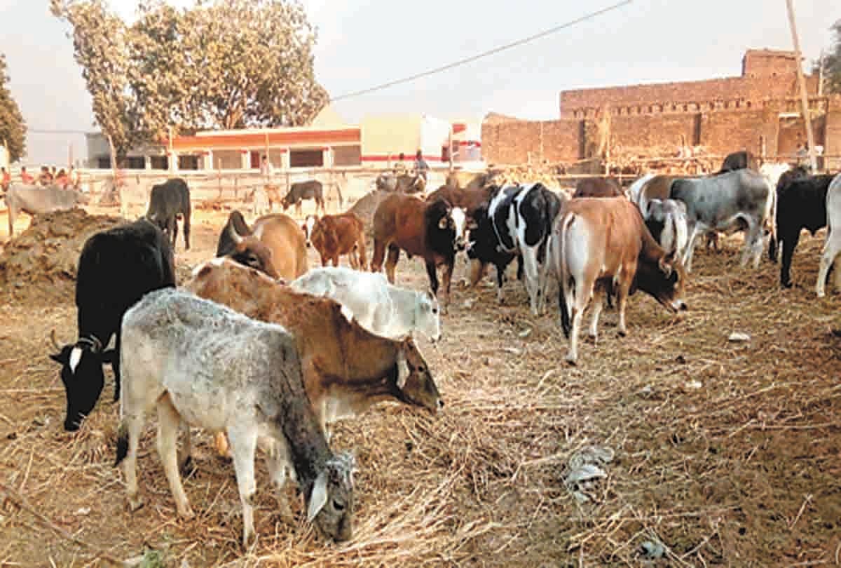 Stray cattle destroying crops