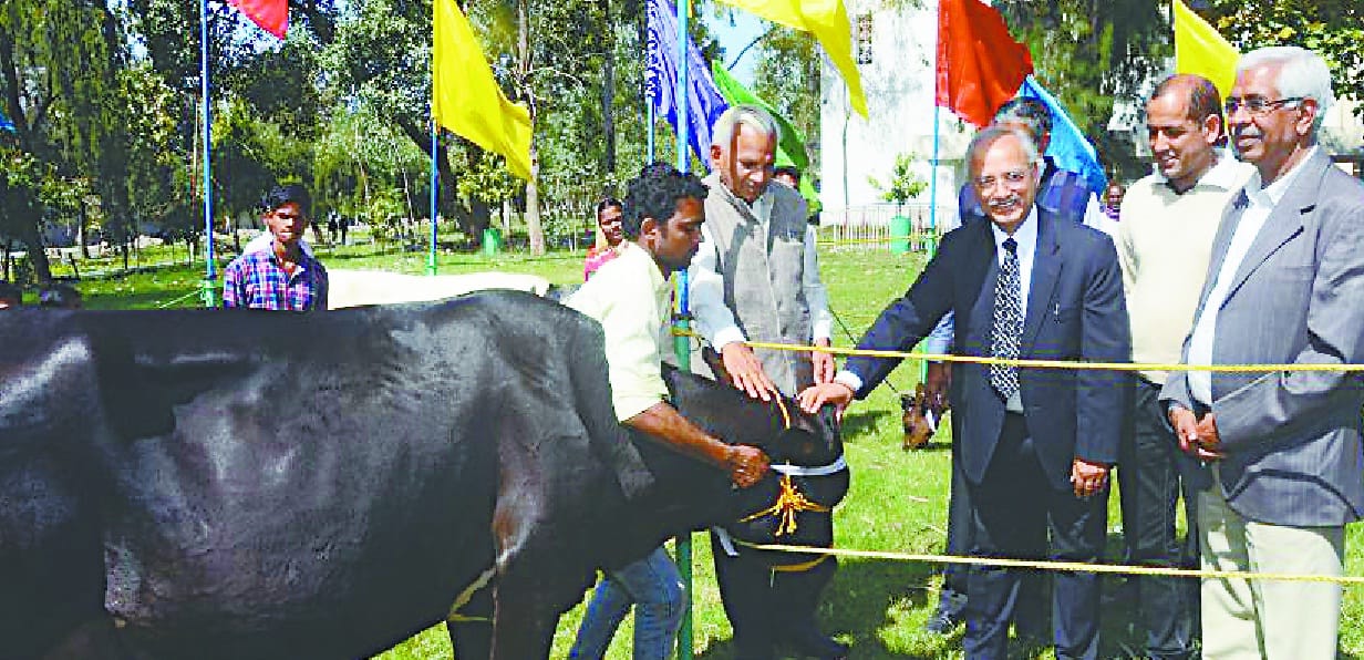 Salim's Cow Wins In Kisan Mela