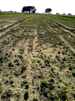 mentha change farmer luck