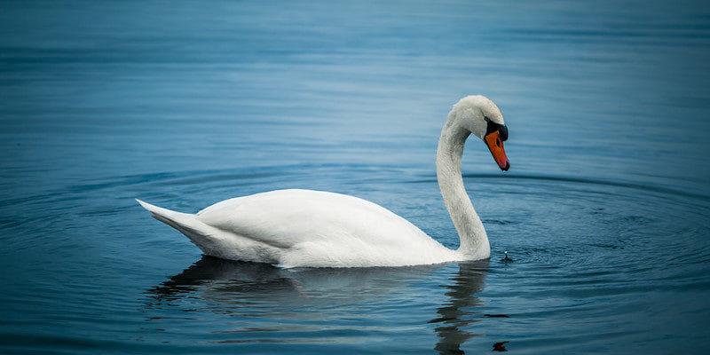 know sacred mystery of these 10 Divine birds