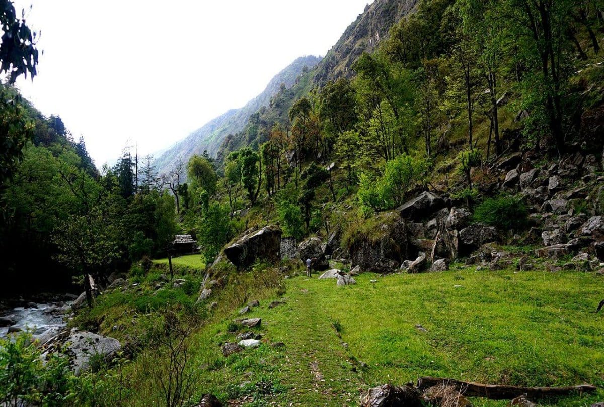 Insectivorous plants dying in Himalayan region