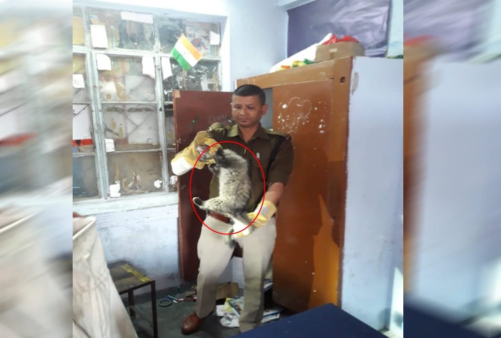 Unique and rare animal enter in School during students studying in dehradun