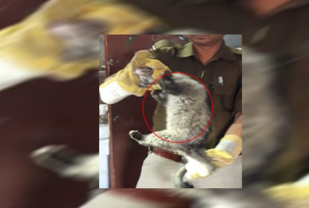 Unique and rare animal enter in School during students studying in dehradun