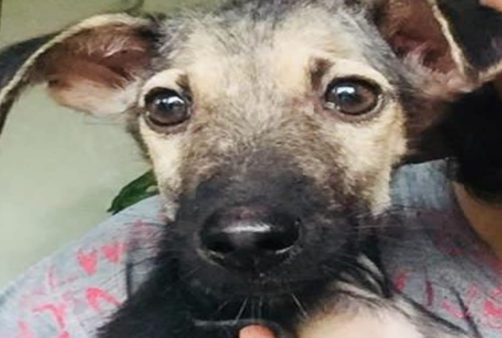 Dog Brutal Murder in lawyer House in vikas nagar dehradun