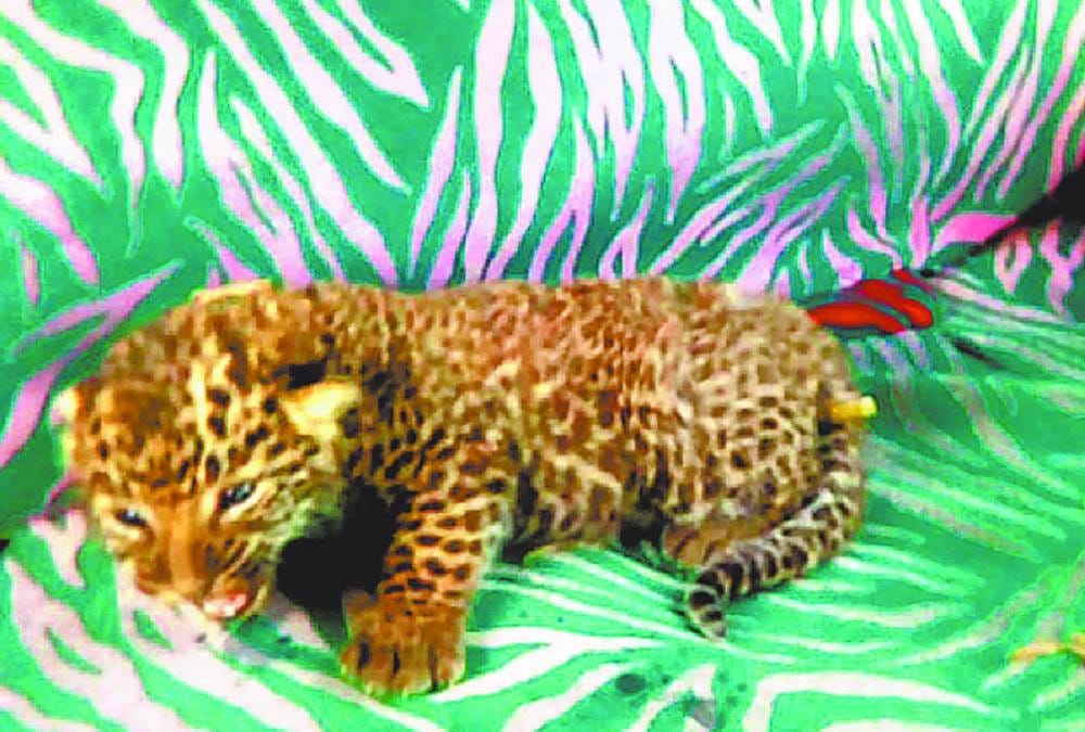 one leopard cub caught during combing in baharich