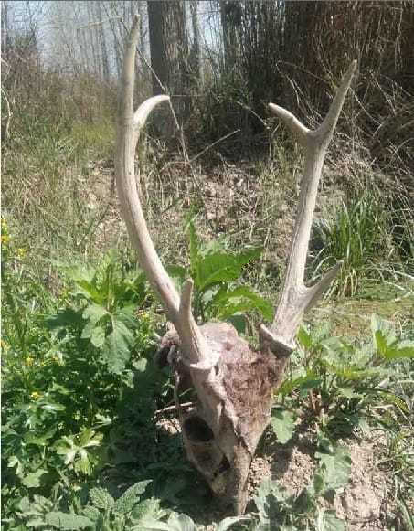 Hunting of deer in the forest of Muzaffarnagar