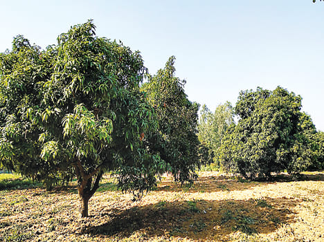 Raja Maha of the costly selling fruit