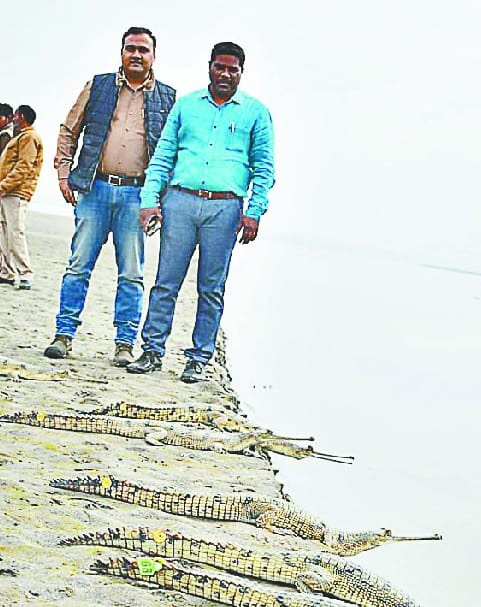 60 Grounds released in Ganga