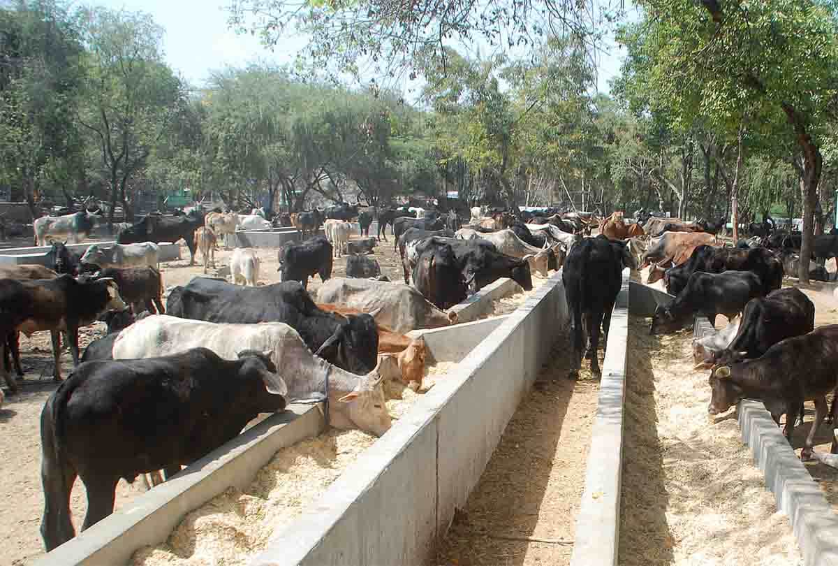 toilets were made for cows toilets and new bovine urinal in Netherlands for pollution from ammonia