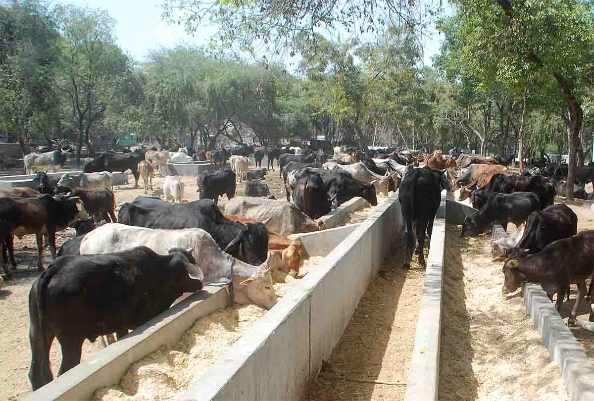 toilets were made for cows toilets and new bovine urinal in Netherlands for pollution from ammonia