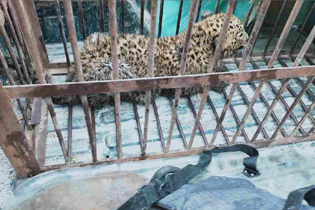 Leopard enter in  house kitchen at pauri rescue photos