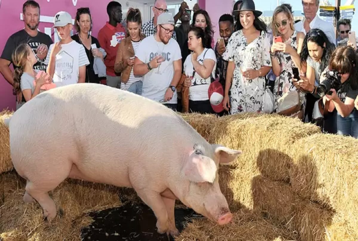 painter pigcasso painting pig makes big money by paintings hogs limelight at South Africa farm 