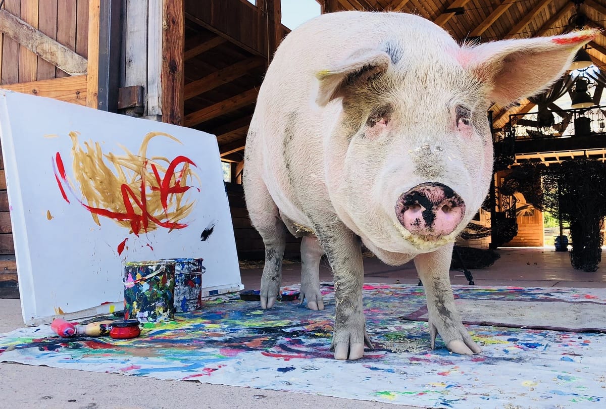 National Pig Day 2021 know reason to celebrated this special day in USA