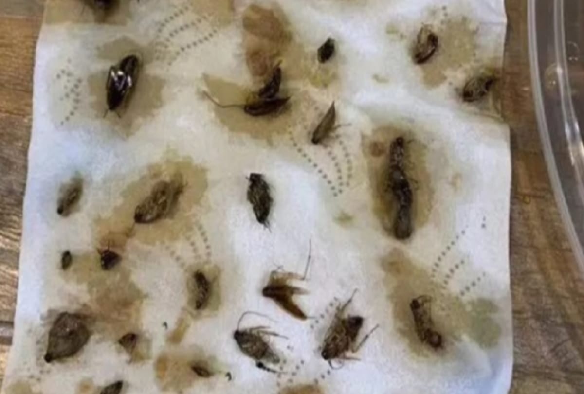 woman found 40 dead cockroaches in her online ordered food video goes viral