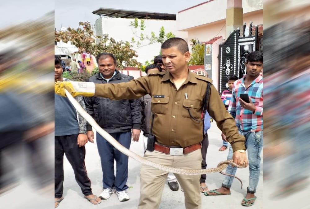 Cobra Found in Raj Bhavan near Governor Room in dehradun