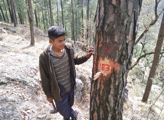 स्यूणी मल्ली गांव में वन कर्मियों ने किया पेड़ों के चिन्हीकरण का कार्य शुरू