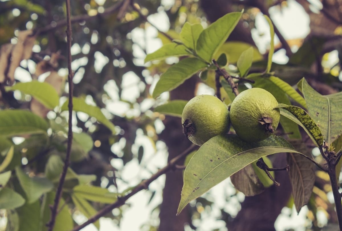 best home remedy for white hair natural hair paste made of guava leaves make hair black in one week