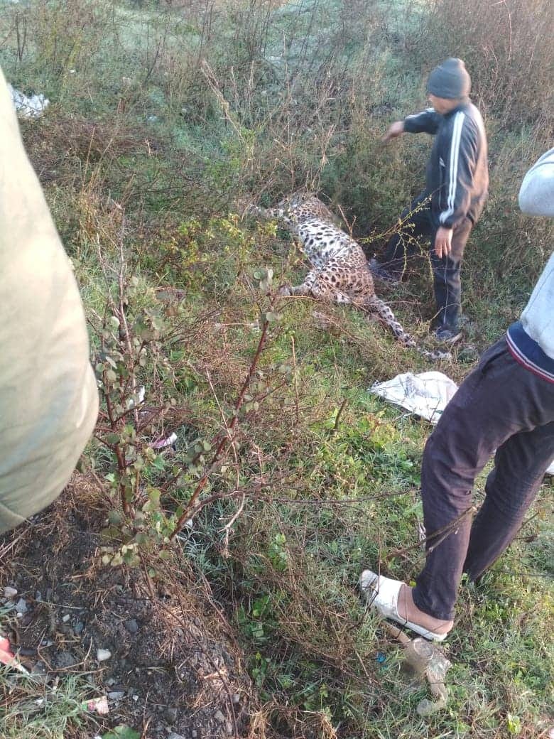 truck hit leopard died in rishikesh