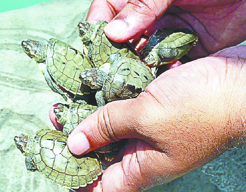 Farmer turned turtleje