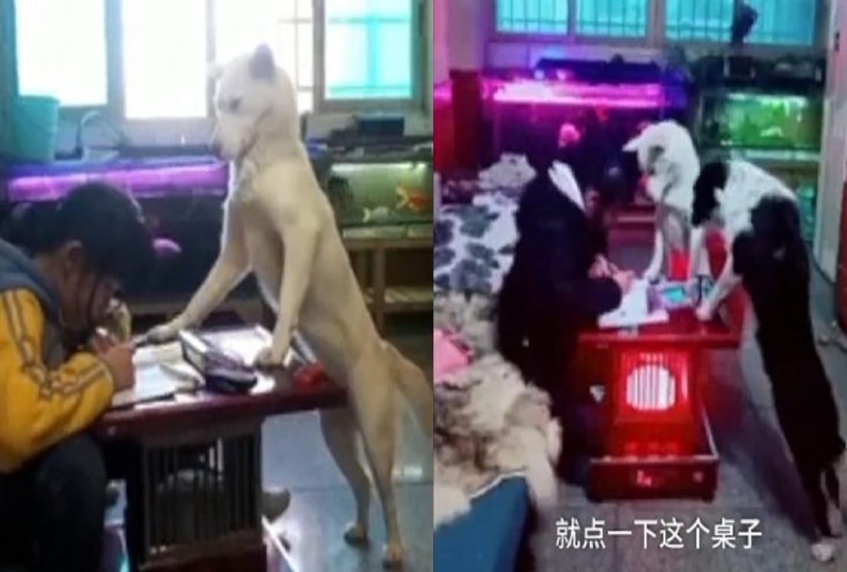 Dad Trains Dog to Watch His Daughter from using phone during homework