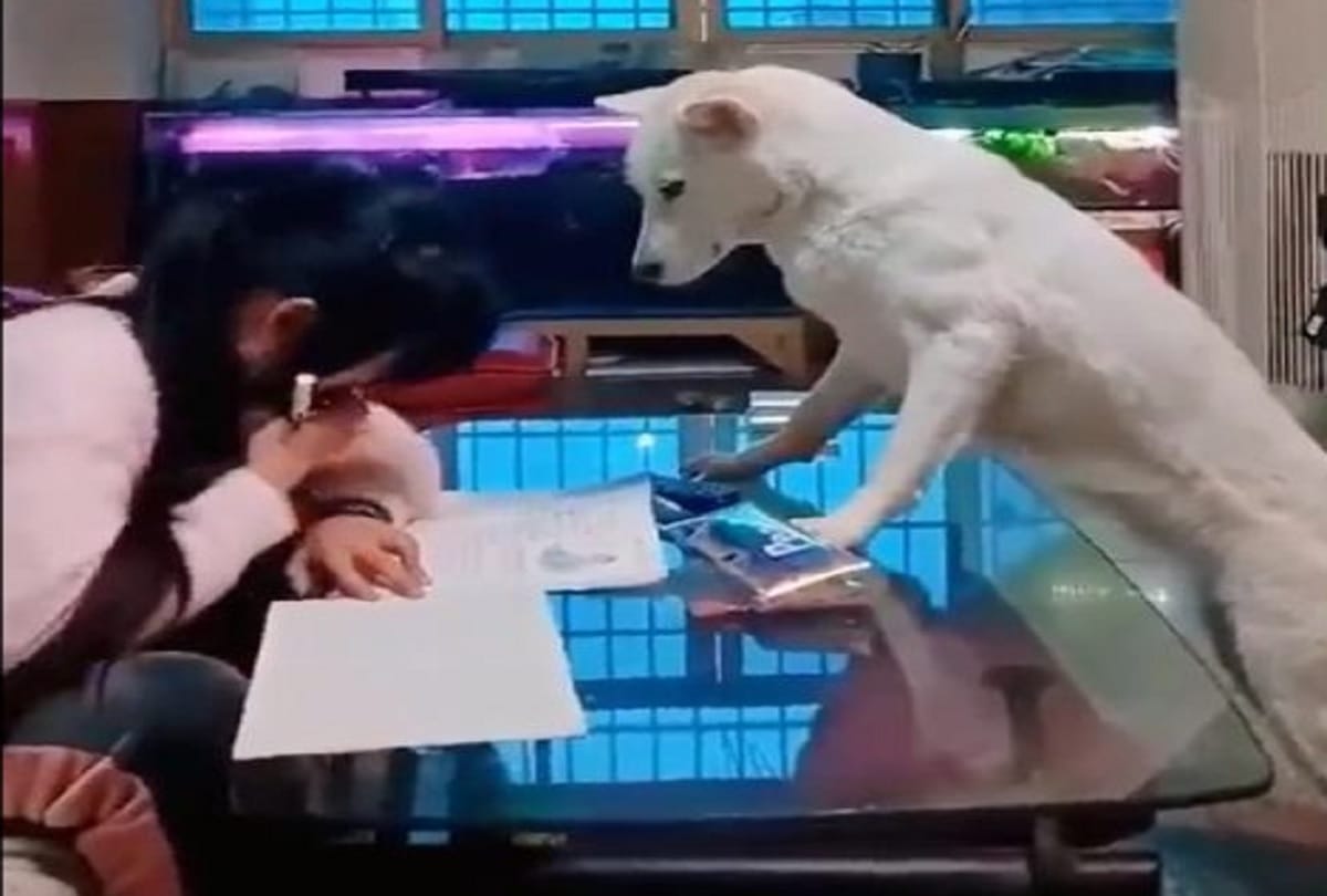 Dad Trains Dog to Watch His Daughter from using phone during homework