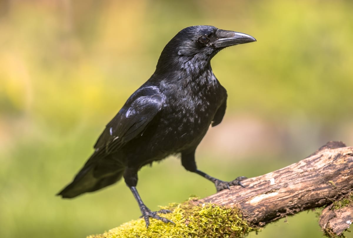 healthy dose of curiosity makes you genius amazing facts to boost your mind