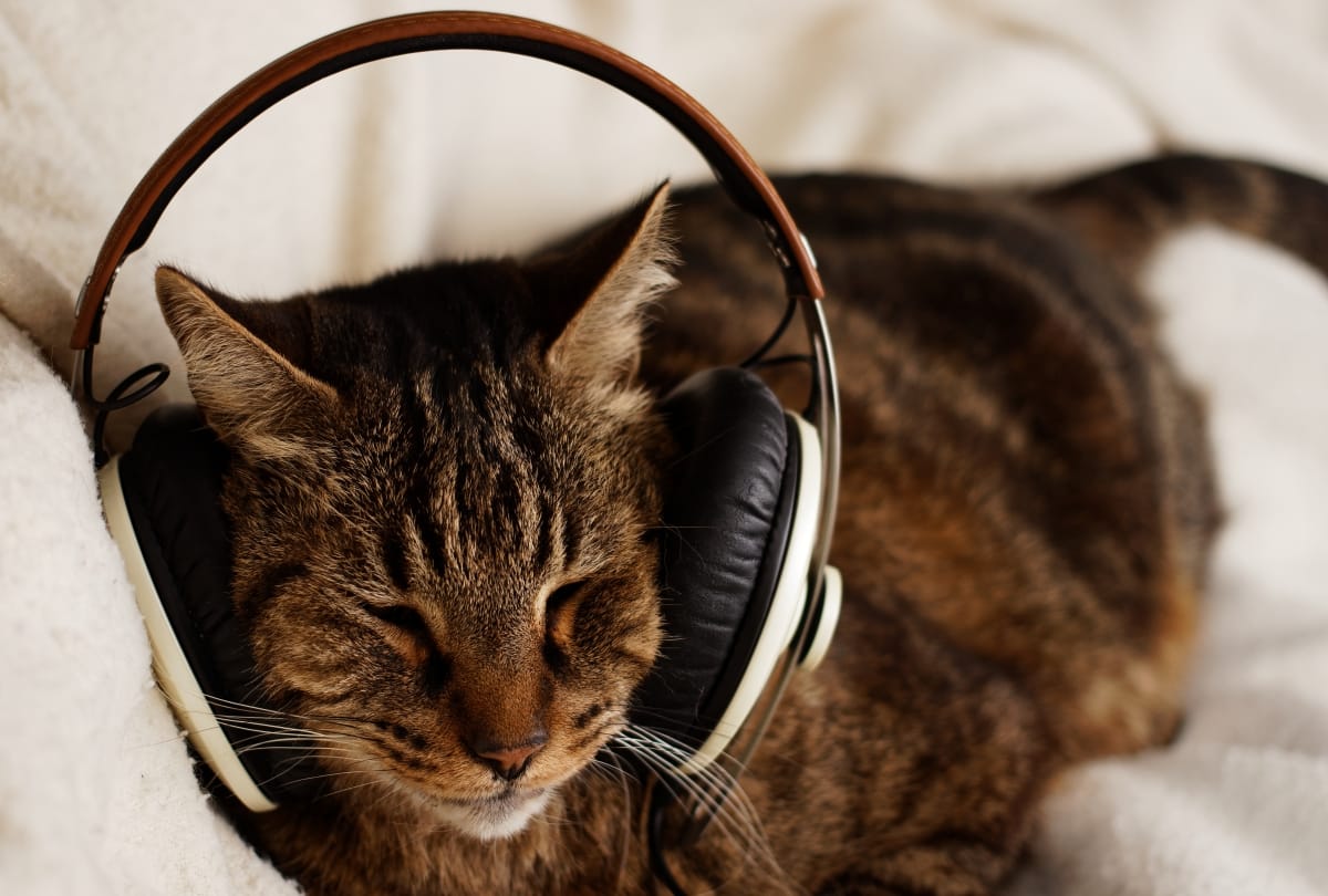 healthy dose of curiosity makes you genius amazing facts to boost your mind