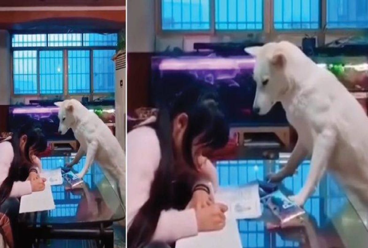 Dad Trains Dog to Watch His Daughter from using phone during homework