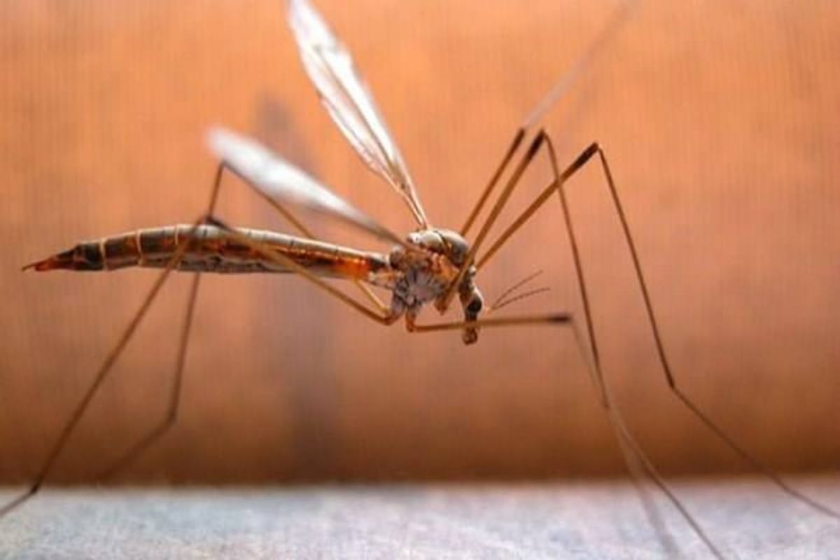 Govt Fined, sealed educational institutes for spreading vector borne diseases by Mosquitos