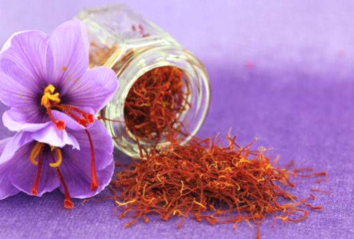 Saffron will be used to treat Epilepsy