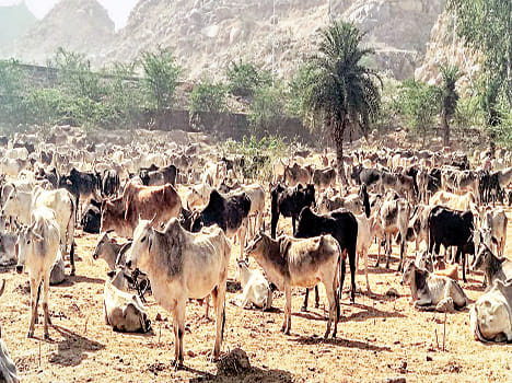 Four cows die due to non-availability of dana water