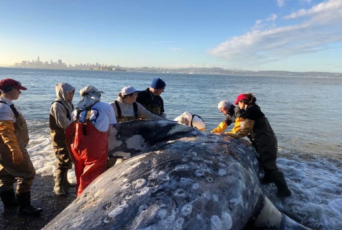 dead whale found with 40kg of plastic bags in its stomach in philippines